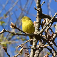 Orange-crowned Warbler thumbnail 4