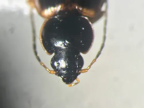 Olisthopus parmatus
