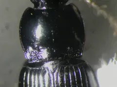 Spring Blackclock thumbnail 2