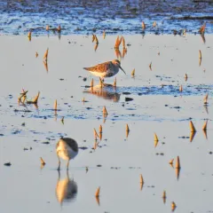 Dunlin thumbnail 4