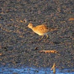 Pectoral Sandpiper thumbnail 4