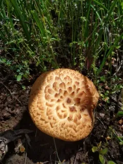 tuberous polypore thumbnail 3