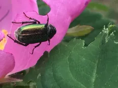 Green Rose Chafer thumbnail 2