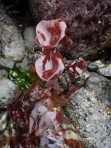 Constantinea rosa-marina