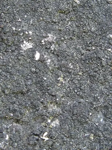 Halecania pepegospora