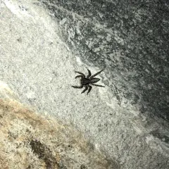 California Flattened Jumping Spider thumbnail 3
