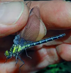 Northern Pygmy Clubtail thumbnail 2
