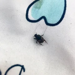 Small black-and-brown Dung Beetle thumbnail 2