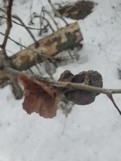 Aspen leaf-pocket aphid thumbnail 4