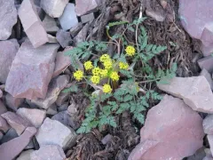 Sandberg's Desert-parsley thumbnail 2
