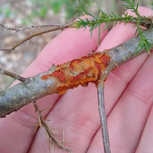 quince rust