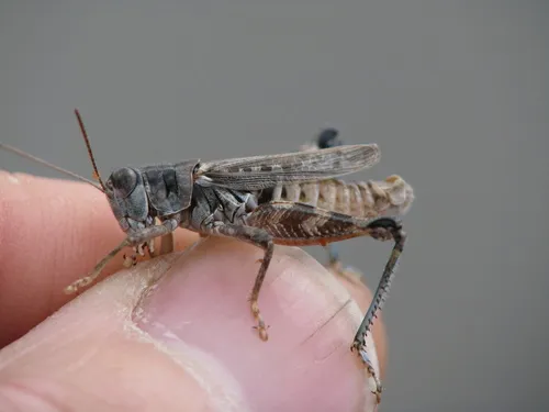 Nevada Sage Grasshopper