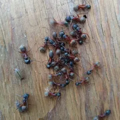 Ferruginous Carpenter Ant thumbnail 2