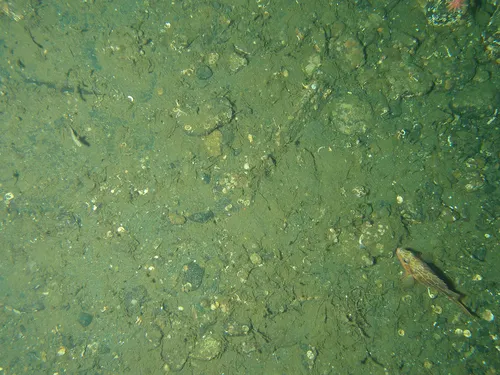 Greenstriped Rockfish