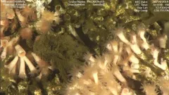 Deepwater coral thumbnail 2