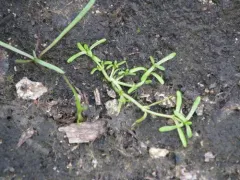 Winged Water-starwort thumbnail 3