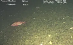 Pacific Ocean Perch thumbnail 3