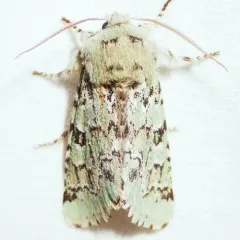 Major Sallow thumbnail 2