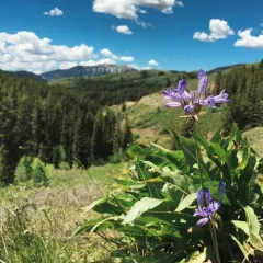 large-flowered triteleia thumbnail 3