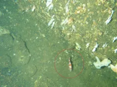 Redbanded Rockfish thumbnail 4