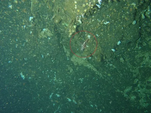 Rosethorn Rockfish