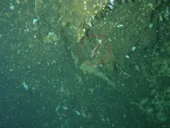 Rosethorn Rockfish thumbnail 1