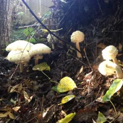 Shaggy Parasol thumbnail 3
