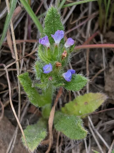 small bugloss