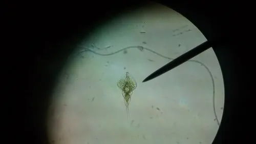 Phacus helicoides