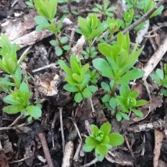 Sweet Woodruff thumbnail 3
