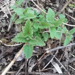 Catnip thumbnail 5