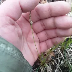 Pennsylvania sedge thumbnail 4