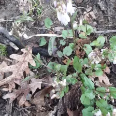 Purple Cress thumbnail 4