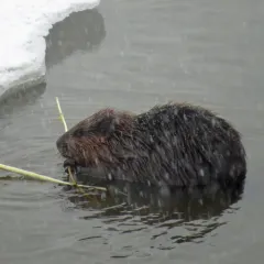 American Beaver thumbnail 3