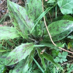 Spotted Hawkweed thumbnail 2
