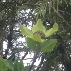 Pacific Dogwood thumbnail 4