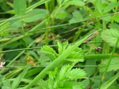 Dolichopus hastatus thumbnail 2