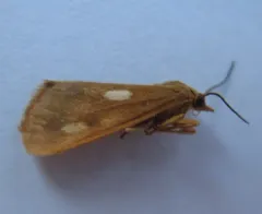 Bog Virbia Moth thumbnail 4