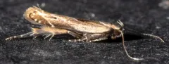 Monochroa gilvolinella thumbnail 3