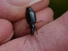 Cymindis platicollis thumbnail 4