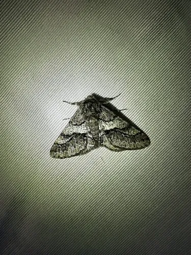 Woolly Gray Moth