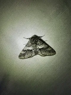 Woolly Gray Moth thumbnail 1