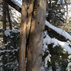 northern whitecedar thumbnail 4