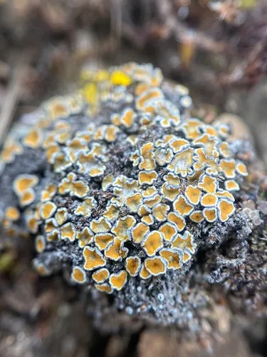 Caloplaca stillicidiorum