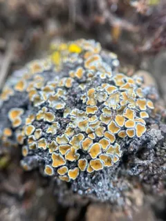 Caloplaca stillicidiorum thumbnail 1