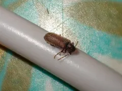 Hemicoelus gibbicollis thumbnail 3