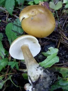 Melanoleuca eccentrica thumbnail 3