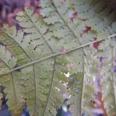 intermediate wood fern thumbnail 4