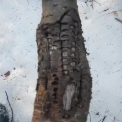 Yellow-bellied Sapsucker thumbnail 3