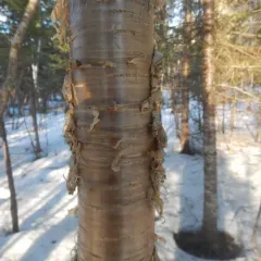 yellow birch thumbnail 3